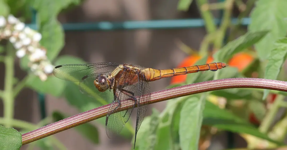 Dragon and Dragonfly Lovell Lectionary